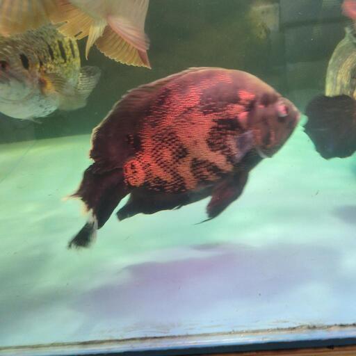 オスカー(ハイフィン)  熱帯魚 値下げしました！
