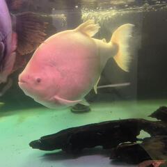 アルビノコロソマ 熱帯魚の画像
