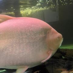 アルビノコロソマ 熱帯魚の画像