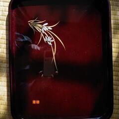 おぼんです。(4)