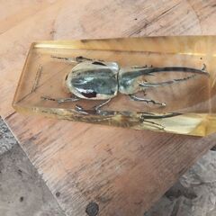 ネプチューンカブトムシ琥珀標本（擦り傷多数）