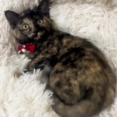 おチビちゃん🐱里親様決定🍀