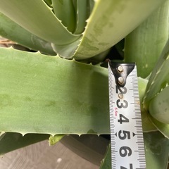 鉢植えアロエベラの画像