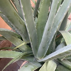 鉢植えアロエベラの画像