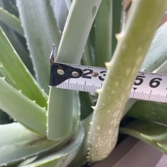 鉢植えアロエベラの画像