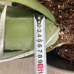 鉢植えアロエベラの画像