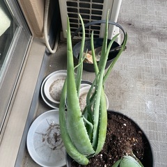 鉢植えアロエベラの画像