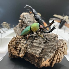 【立体標本】製作致します！クワガタ カブトムシ  その他昆虫