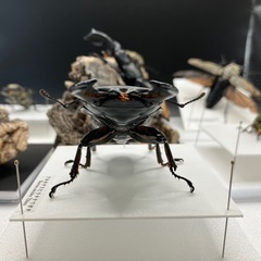 【立体標本】製作致します！クワガタ カブトムシ  その他昆虫の画像