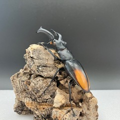 【立体標本】製作致します！クワガタ カブトムシ  その他昆虫の画像