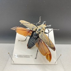 【立体標本】製作致します！クワガタ カブトムシ  その他昆虫の画像