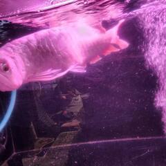 1800水槽フルセット＋熱帯魚4匹の画像