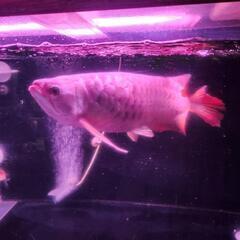 1800水槽フルセット＋熱帯魚4匹の画像