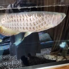 1800水槽フルセット＋熱帯魚4匹の画像