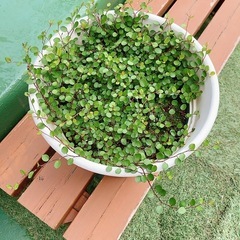 ワイヤープランツ付き　植木鉢　の画像