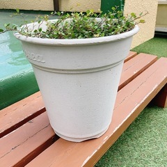 ワイヤープランツ付き　植木鉢　の画像