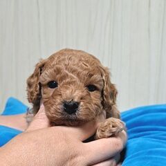 トイプードルベビー    