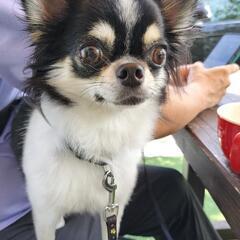 犬友達