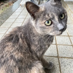 グレーサビ猫 メス 1歳   多頭飼いではなく、1匹で大切に育て...