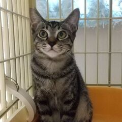 優しい里親さんと出逢いました！良き弟分♪きじとらばななくん♪ - 横浜市