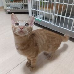 まんまるお目目の茶トラ♀れもん♪　生後半年 - 猫