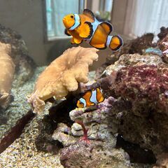 クマノミ　大小2匹　