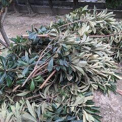 無 料■切りたてホヤホヤ★ ビワの葉 ★大量　琵琶の葉茶　入浴剤　民間療法◎の画像