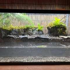 水の流れる滝テラリウム水槽　60センチ　イワヒバ