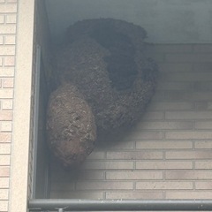 社宅あり！高収入月給40万〜100万　害獣・害虫駆除員のお仕事の画像