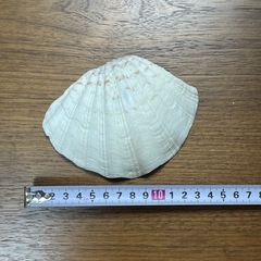 シャコガイ 貝殻 特大 大きめ まとめ売り インテリア 飾り 工作 器 舟盛りの画像