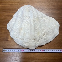 シャコガイ 貝殻 特大 大きめ まとめ売り インテリア 飾り 工作 器 舟盛りの画像