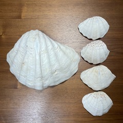 シャコガイ 貝殻 特大 大きめ まとめ売り インテリア 飾り 工...