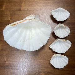 シャコガイ 貝殻 特大 大きめ まとめ売り インテリア 飾り 工作 器 舟盛りの画像