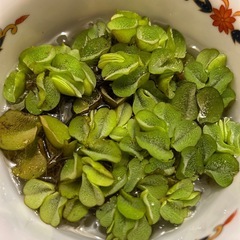 【春まで中断】メダカ水草🍃オオサンショウモ