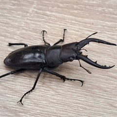 トクノシマノコギリクワガタ　　ペア　B品