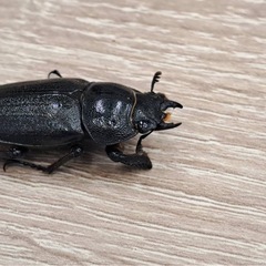 トクノシマノコギリクワガタ　　ペア　B品の画像