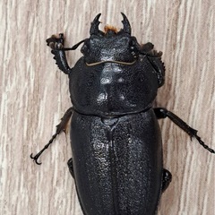 トクノシマノコギリクワガタ　　ペア　B品の画像