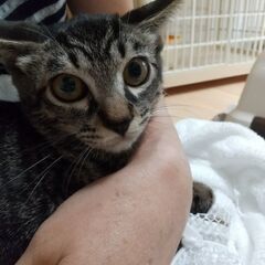 優しい里親さんと出逢いました！良き弟分♪きじとらばななくん♪