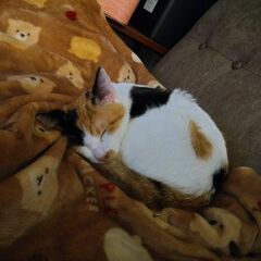 １歳未満　ミケのメス