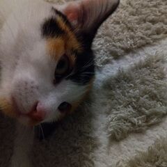 １歳未満　ミケのメス − 滋賀県