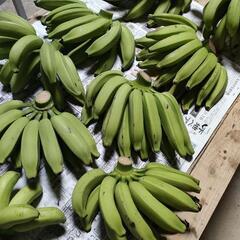 黄輝バナナ（ブラジルバナナ）１キロ４００円、計り売り。