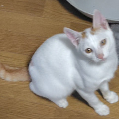 白い元気な男の子です