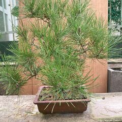 盆栽（松)数点　観葉植物 １点