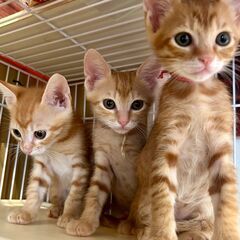 in江南市☆子猫たくさん！保護猫をオウチに迎えよう☆2024年1...