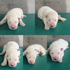 犬舎スタッフ募集　(多少の力仕事あり)