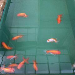 らんちゅう親魚の画像