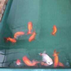 らんちゅう親魚の画像