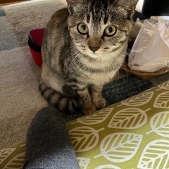 子猫を保護しましたが、家族にアレルギーがあるので飼う事が出来ません