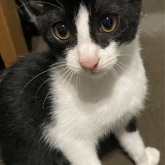 里親募集🐈‍⬛🐾