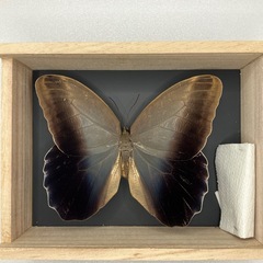 ブラジルフクロウチョウ標本の画像